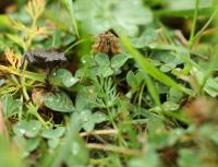 Bifogad bild: IMG_5243.JPG